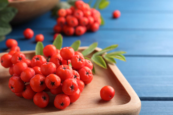 Wooden plate with fresh ripe rowan berries on blue table, closeup. Space for text - Фото, зображення