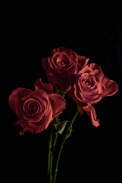  Rózsa burgundi, fekete háttérrel. Homályos és szelektív fókusz. Alacsony fénykép.  - Fotó, kép