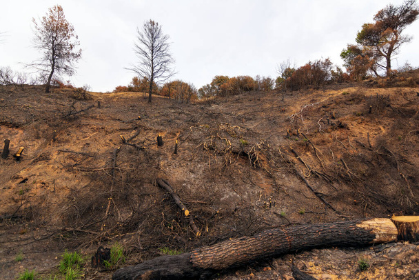 Floresta queimada em Ática, Grécia, após os incêndios florestais no Monte Parnitha e nos distritos de Varympompi e Tatoi, no início de agosto de 2021. A floresta de carvalho foi completamente queimada.. - Foto, Imagem
