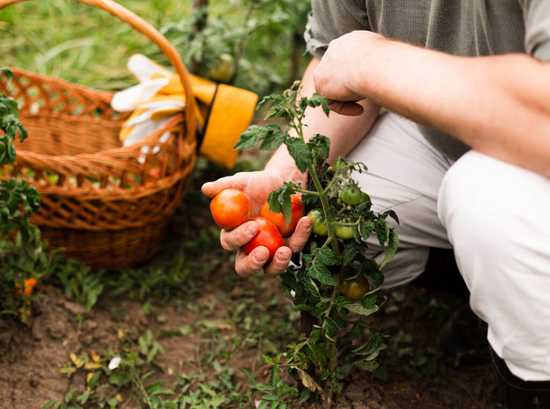 close up woman holding tomatoes - Photo, image
