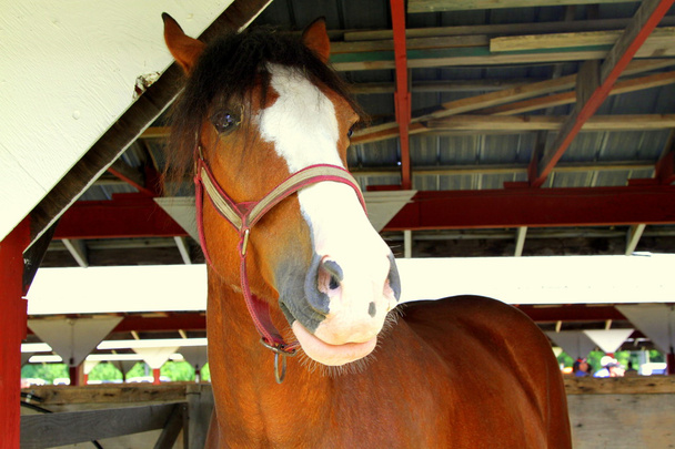 Cavallo in una stalla
 - Foto, immagini