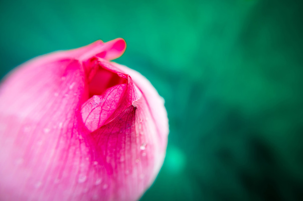Loto rosa
 - Foto, imagen