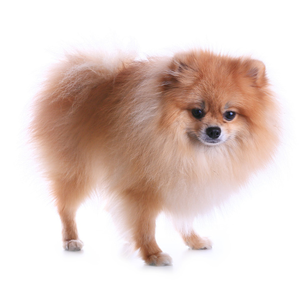 pomeranian dog isolated on white background, cute pet in home - Photo, Image