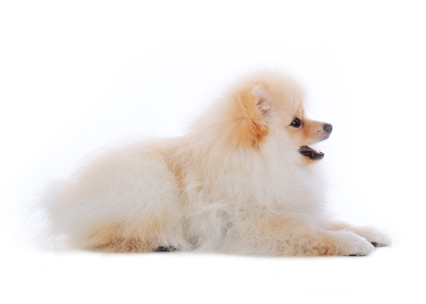White pomeranian puppy dog isolated on white background - 写真・画像