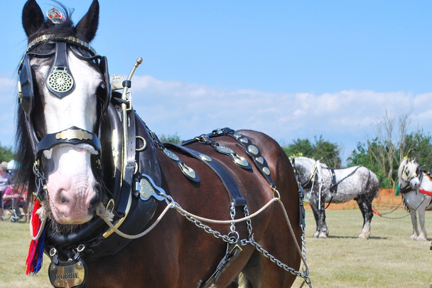 Cavallo pesante in piedi nel campo
 - Foto, immagini