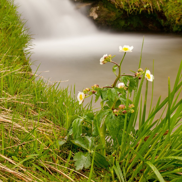 Rapids on mountain stream in spring meadow of Alps. Cold misty and rainy weather. - Photo, Image