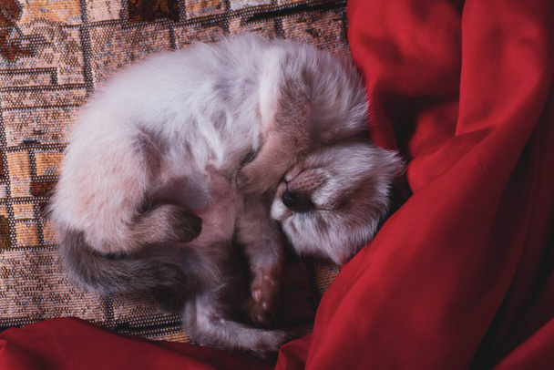 A small newborn kitten that has not yet opened its eyes - Φωτογραφία, εικόνα