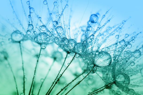 abstract macro foto van plant zaden met water drops. - Foto, afbeelding