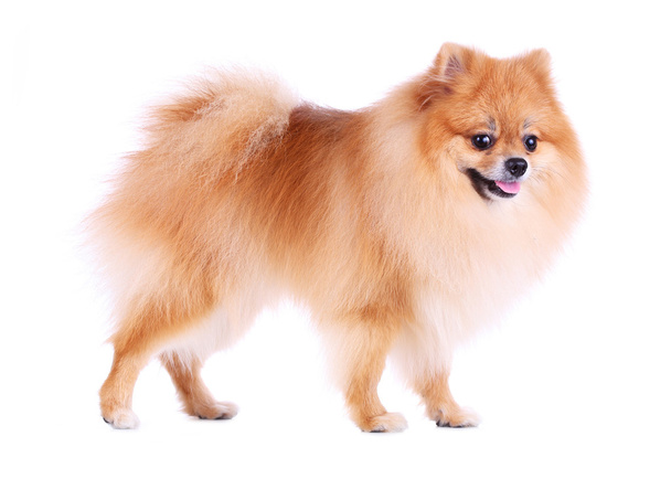 pomeranian dog isolated on white background, cute pet in home - Фото, изображение