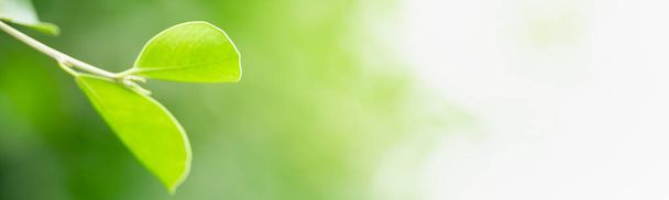 Крупним планом красивий вид на природу зелений лист на розмитій зелені під сонячним фоном у саду з копіювальним простором, використовуючи як концепцію фонової обкладинки
. - Фото, зображення