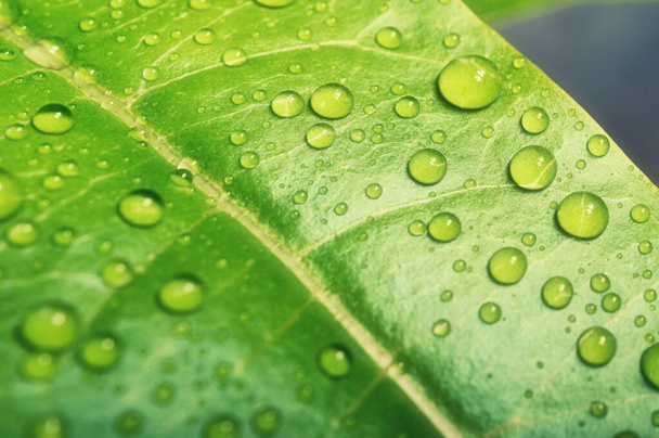 Green leaves background.Green leaf with drops of water - Foto, Imagem