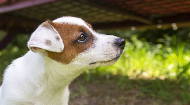Happy Jack Russell terrier chiot chien chien chiot regardant dans l'herbe - Photo, image