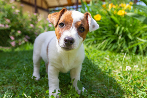 Happy Jack Russell teriér štěně mazlíček pes štěně při pohledu do trávy - Fotografie, Obrázek