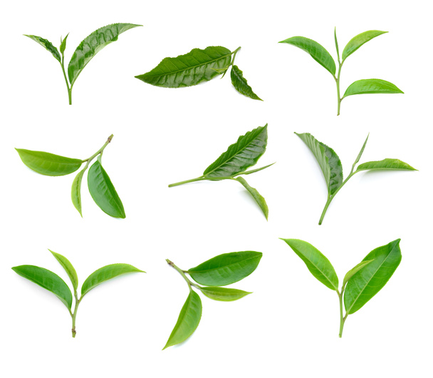 Collection de feuilles de thé vert isolées sur fond blanc
 - Photo, image