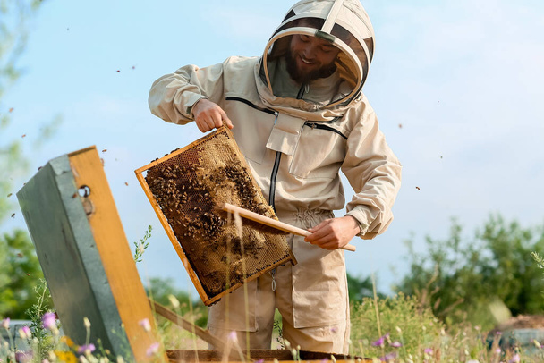 養蜂家が養蜂場で働いてる - 写真・画像