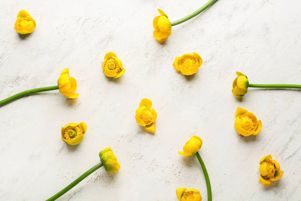 白い背景に美しい黄色の蓮の花 - 写真・画像