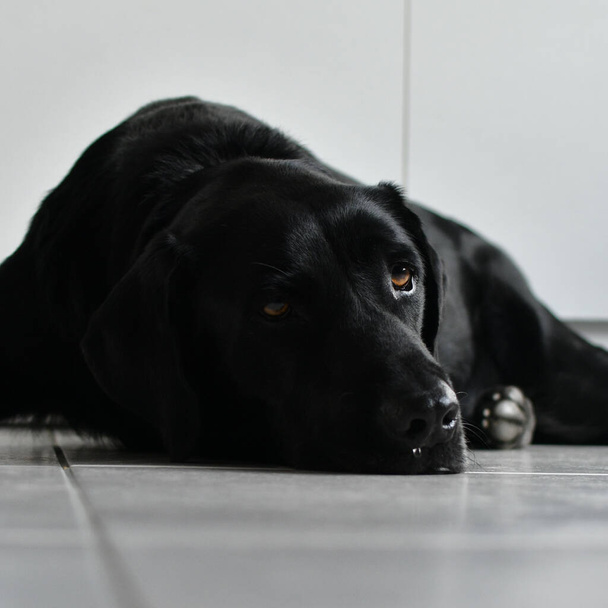Black Labrador dog lying on a white tile looking at camera with a nostalgic and tired look. Concept of nostalgia and wave to the soul. - Φωτογραφία, εικόνα