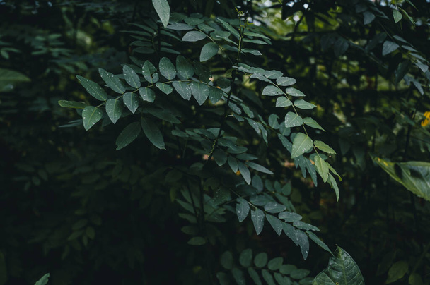 Green leaves of a plant in Costa Rica, Central America - Zdjęcie, obraz