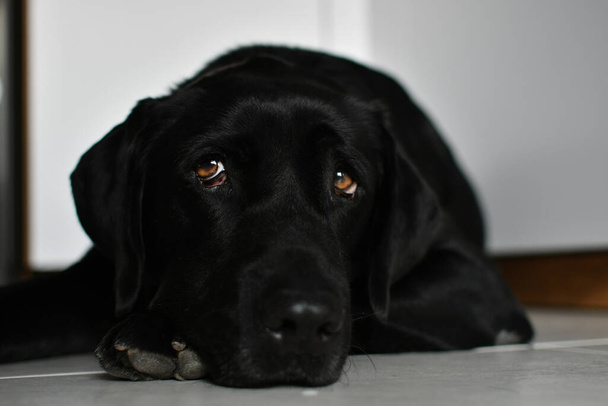 Black Labrador dog lying on a white tile looking away with a nostalgic and tired look. Concept of nostalgia and wave to the soul - Zdjęcie, obraz
