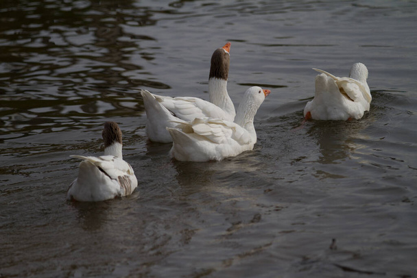 four white geese swimming in a row on a lake - Fotoğraf, Görsel