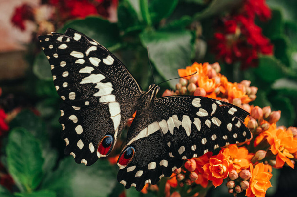 A selective focus shot of swallowtail butterfly perching on flowering plants in the garden - 写真・画像