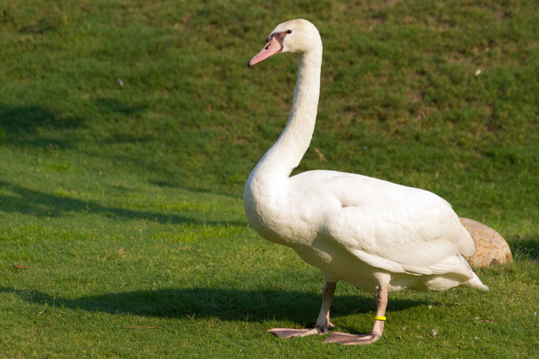 белый лебедь на лугу - Фото, изображение