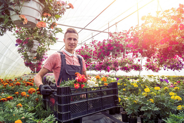 A férfi kertész virágokat szállít ládában az ipari üvegházban. - Fotó, kép