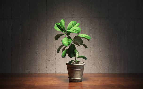 home plant in 3d room interior - 写真・画像