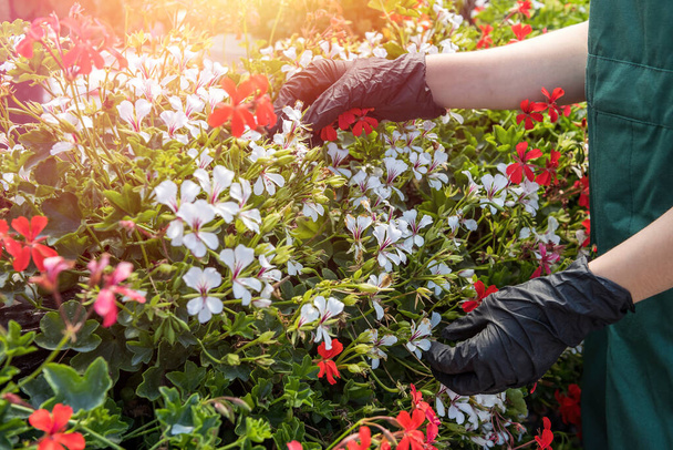 zbliżenie dłoni ogrodnika w rękawiczkach zbierających kwiaty w szklarni przemysłowej. Bakłażan - Zdjęcie, obraz