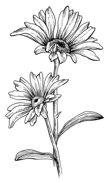 花の黒と白の手描きのスケッチ - ベクター画像