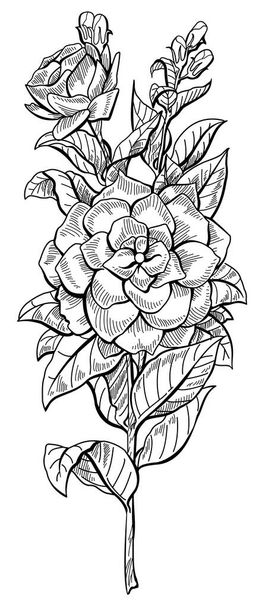Dibujo ilustrativo dibujado a mano en blanco y negro de una flor - Vector, Imagen
