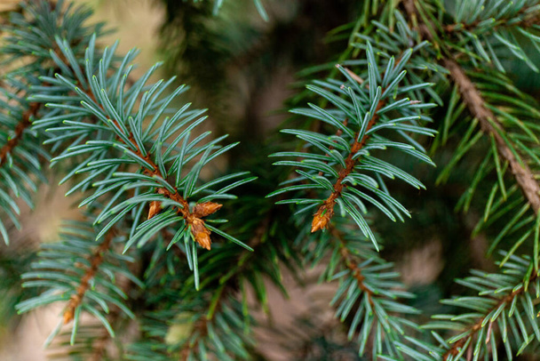 Rama de abeto. Hermosa rama de abeto con agujas. Árbol de Navidad en la naturaleza. Abeto verde. Abeto de cerca. - Foto, imagen
