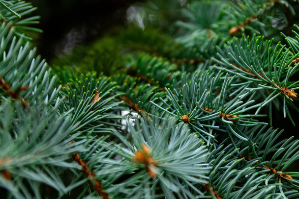 Spruce şubesi. İğneli ladin çok güzel bir dalı. Doğadaki Noel ağacı. Yeşil ladin. Spruce yaklaş.. - Fotoğraf, Görsel