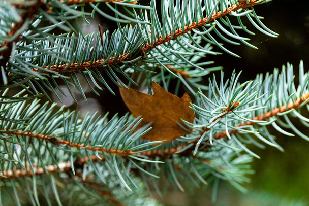 Spruce branch. Beautiful branch of spruce with needles. Christmas tree in nature. Green spruce. Spruce close up. - Foto, immagini