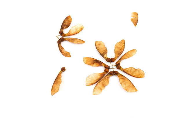 Close up of dried maple seeds isolated on white background. Natural materials. Design element - Foto, Imagem