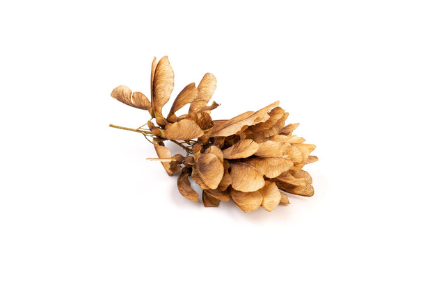 Close up of dried maple seeds isolated on white background. Natural materials. Design element - Фото, зображення