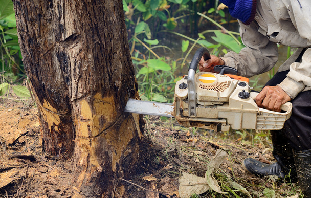 Hombre con motosierra cortando el árbol - Foto, Imagen