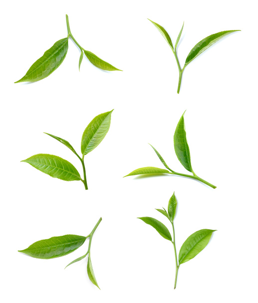 白い背景に孤立した緑茶の葉 - 写真・画像