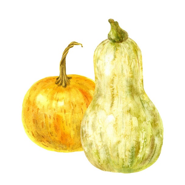 Illustration of two yellow pumpkins. Hand-drawn watercolor vegetables. Object group on white background. - Valokuva, kuva