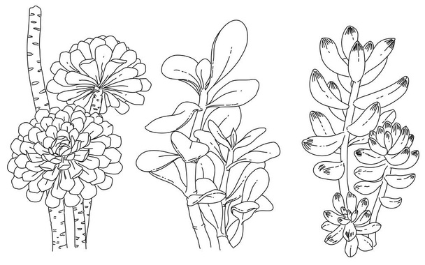 Black and white hand drawn sketch of flowers element. Illustration vector plant and flower - Vektori, kuva