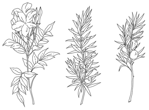 Σύνολο από ασπρόμαυρα λουλούδια και φυτά εικονογράφηση διάνυσμα. Διανυσματική απεικόνιση Jasminum και Juniper. - Διάνυσμα, εικόνα