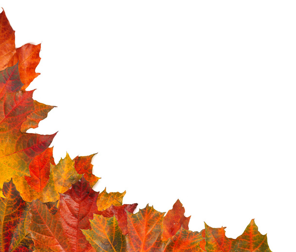 Hojas de arce de otoño
 - Foto, imagen