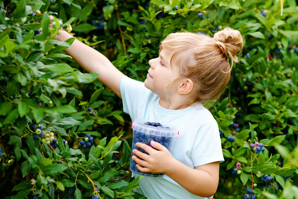 ブルーベリー畑で新鮮な果実を選ぶ小さな就学前の女の子。幼児の子供は有機果樹園の農場でブルーベリーを選ぶ。幼児農業。未就学児の園芸。夏の家族の楽しみ。健康的なバイオフード. - 写真・画像