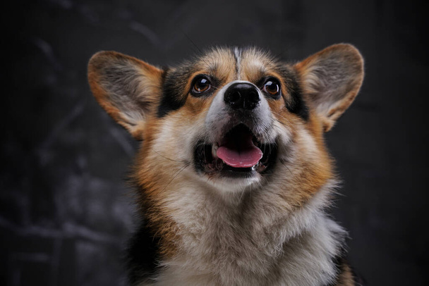 Animal canino alegre con pelaje esponjoso sobre fondo oscuro - Foto, imagen