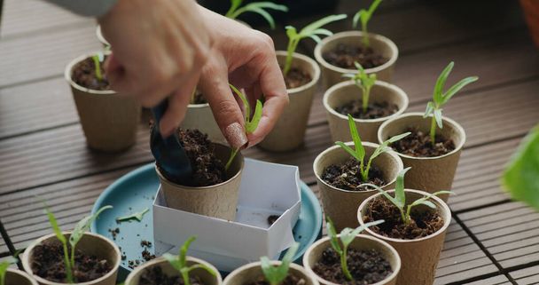 Mettere piccoli spinaci germoglio d'acqua in tazza di carta - Foto, immagini