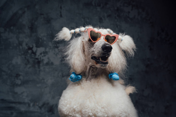 Superbe chien caniche de race pure avec des lunettes de soleil roses élégantes - Photo, image