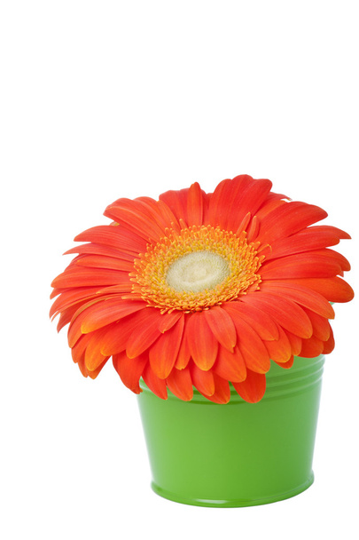 fleur de marguerite gerbera orange dans un seau vert
  - Photo, image
