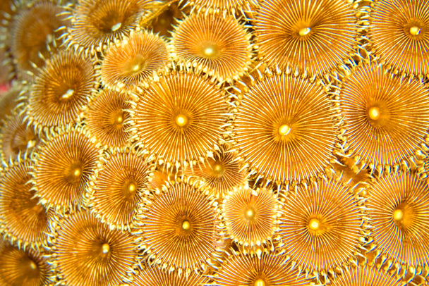 Zoanthids Colony, Protopalythoa, Bunaken National Marine Park, Bunaken, North Sulawesi, Indonesia, Asia - Foto, immagini