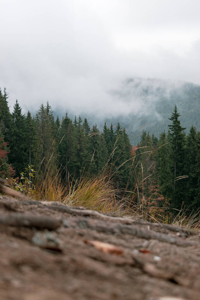 山の中で森の中の松の木の上に霧。カルパチア人ウクライナ - 写真・画像