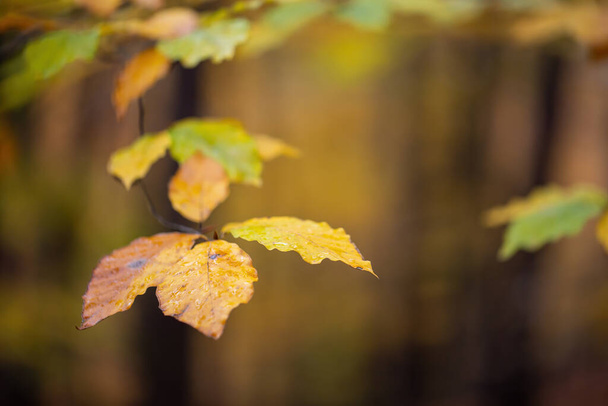 Detail of yellow leaves on twig in forest in autumn - Fotoğraf, Görsel